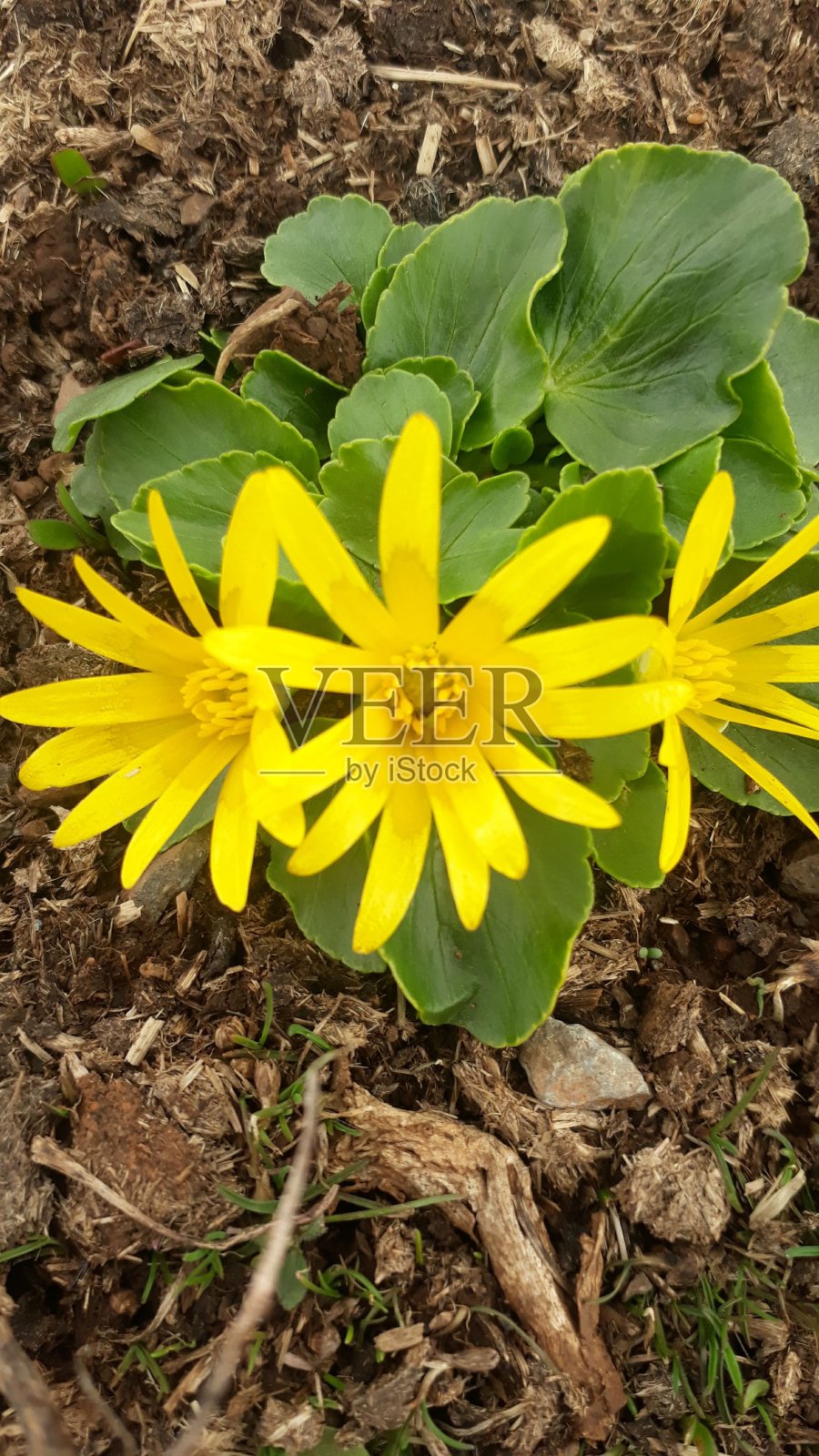 花照片摄影图片