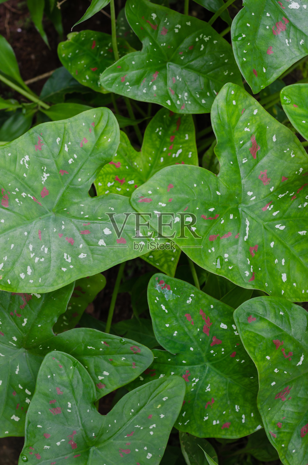 绿叶的Bon植物为自然背景。照片摄影图片