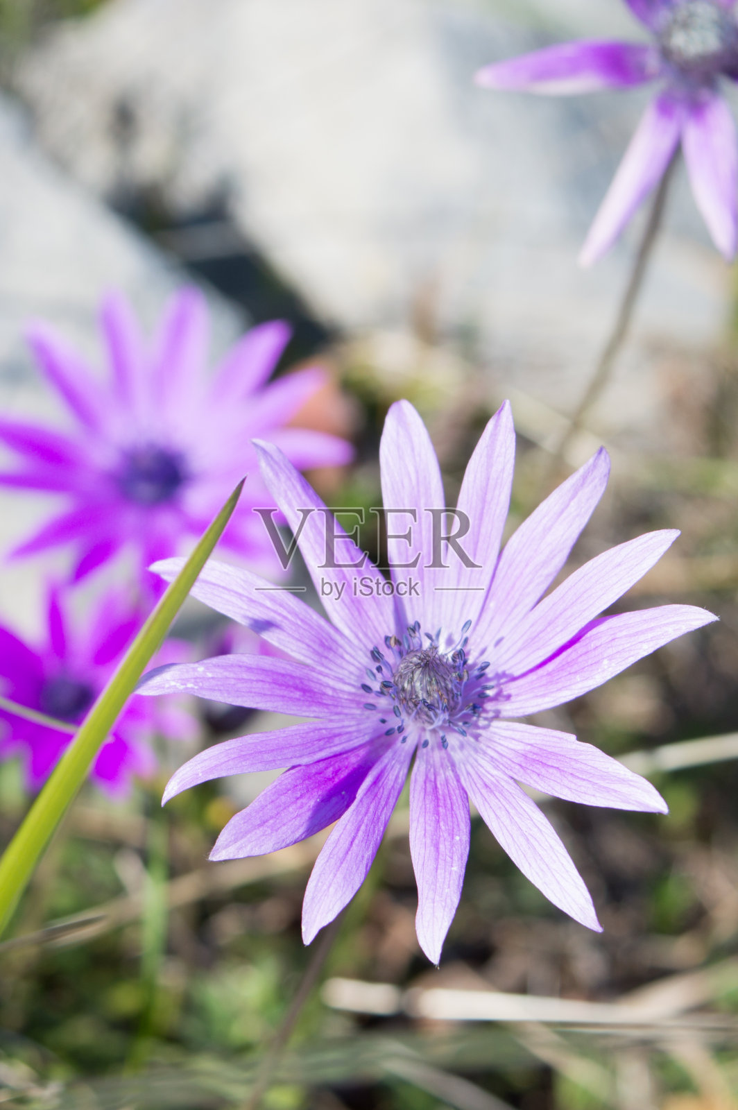 紫色的银莲花，hortensis花盛开照片摄影图片