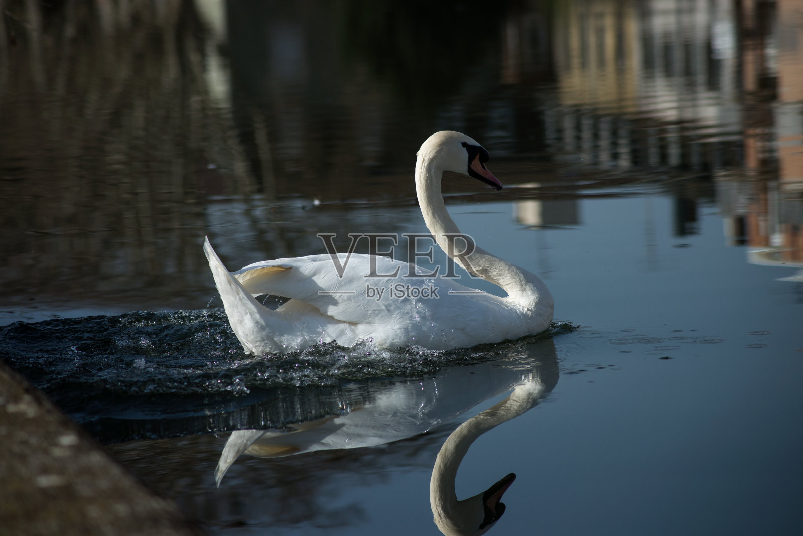 白天鹅在河里扑腾着水照片摄影图片