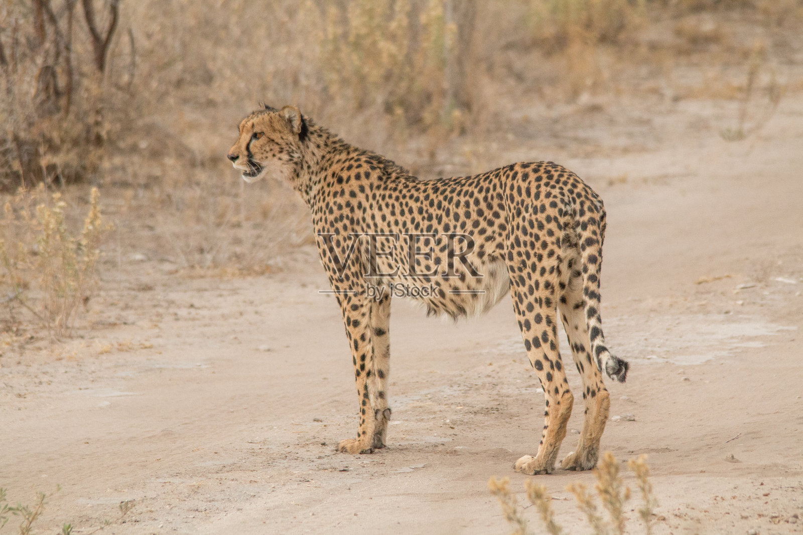 非洲纳米比亚的埃托沙国家公园里，猎豹在稀树大草原上行走和站立照片摄影图片