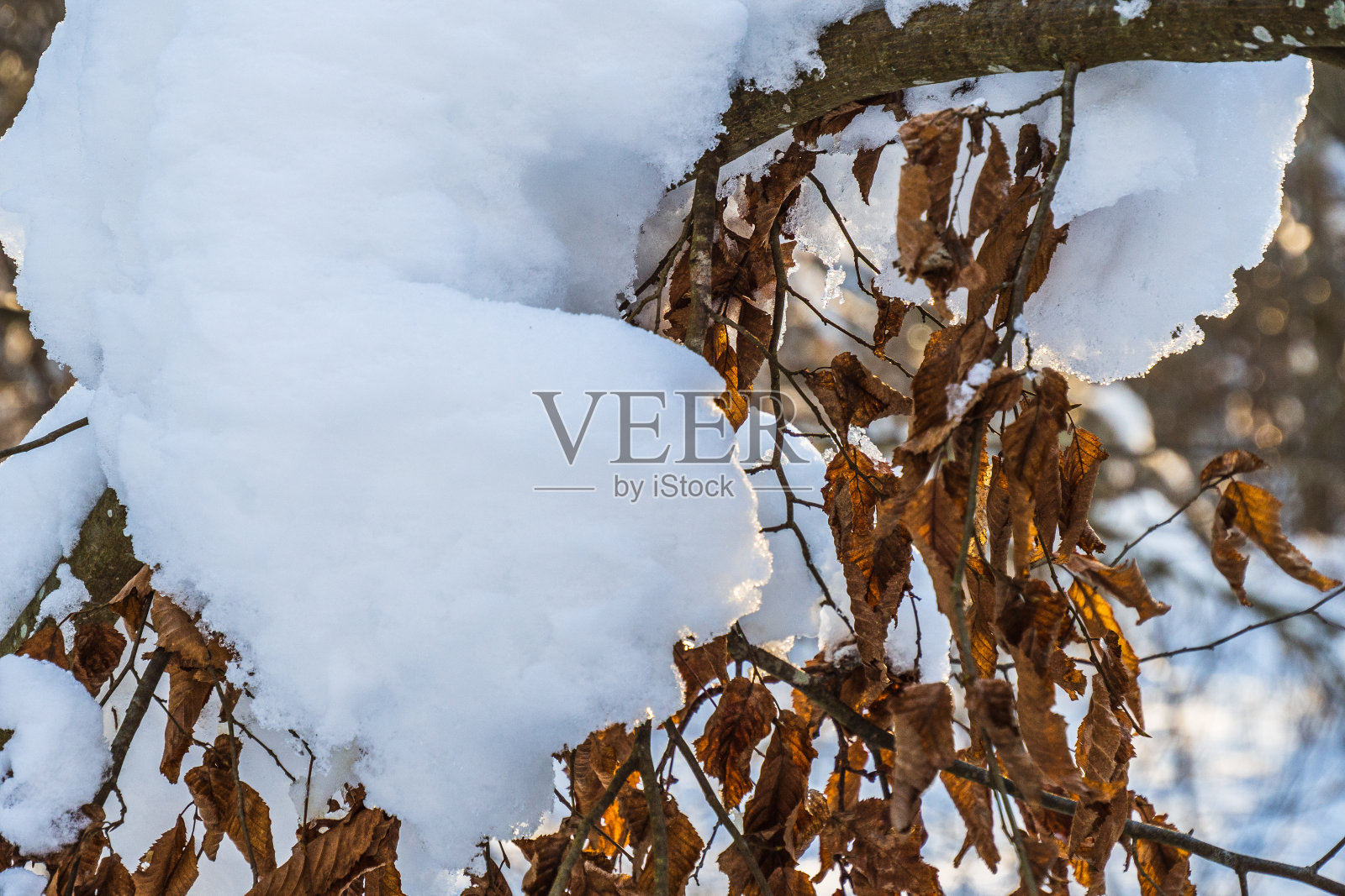 冬天撒着雪的树枝上的冰冻橡树叶照片摄影图片