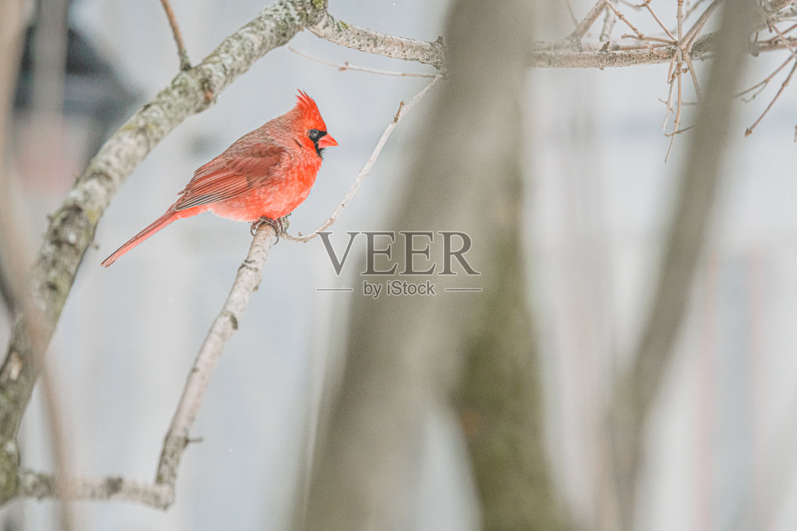 红衣主教在冬天照片摄影图片