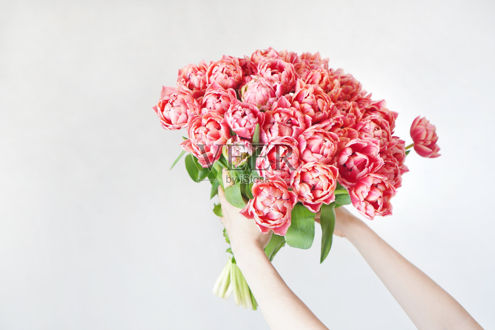 光天化日之下，女性手中捧着一束鲜花。手捧一束粉红牡丹郁金香。照片摄影图片