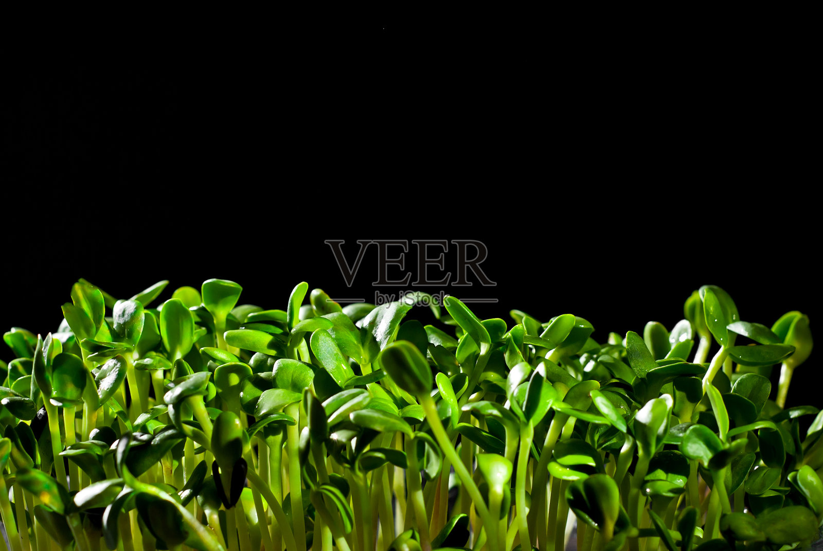 向日葵幼苗近距离发芽。发芽的谷物的绿芽。在黑色背景上拍摄。作为一种艺术效果来对比戏剧性的光线。照片摄影图片