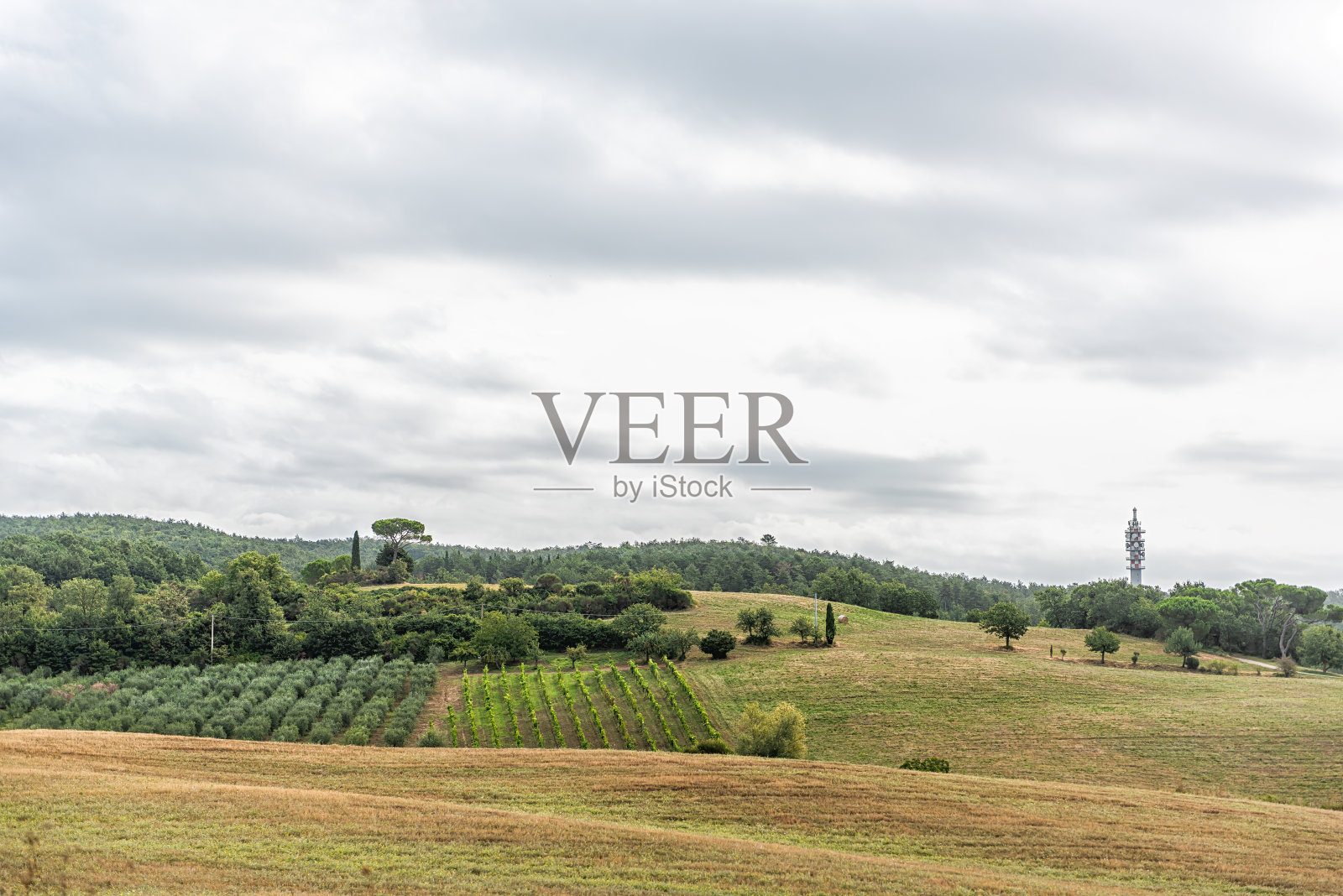 Val D'Orcia乡村托斯卡纳，意大利与起伏的山丘和农场景观，田园诗如画的草地，橄榄树林和葡萄园照片摄影图片