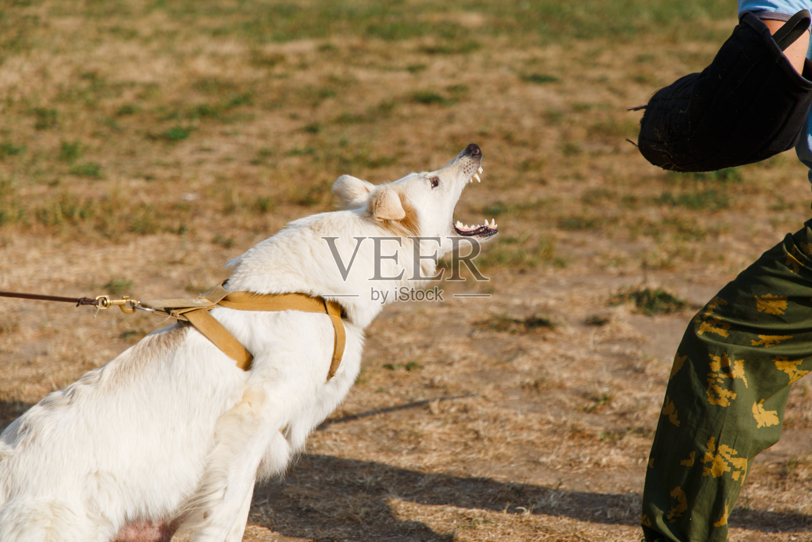 教练用一只白色的瑞士牧羊犬进行授课照片摄影图片