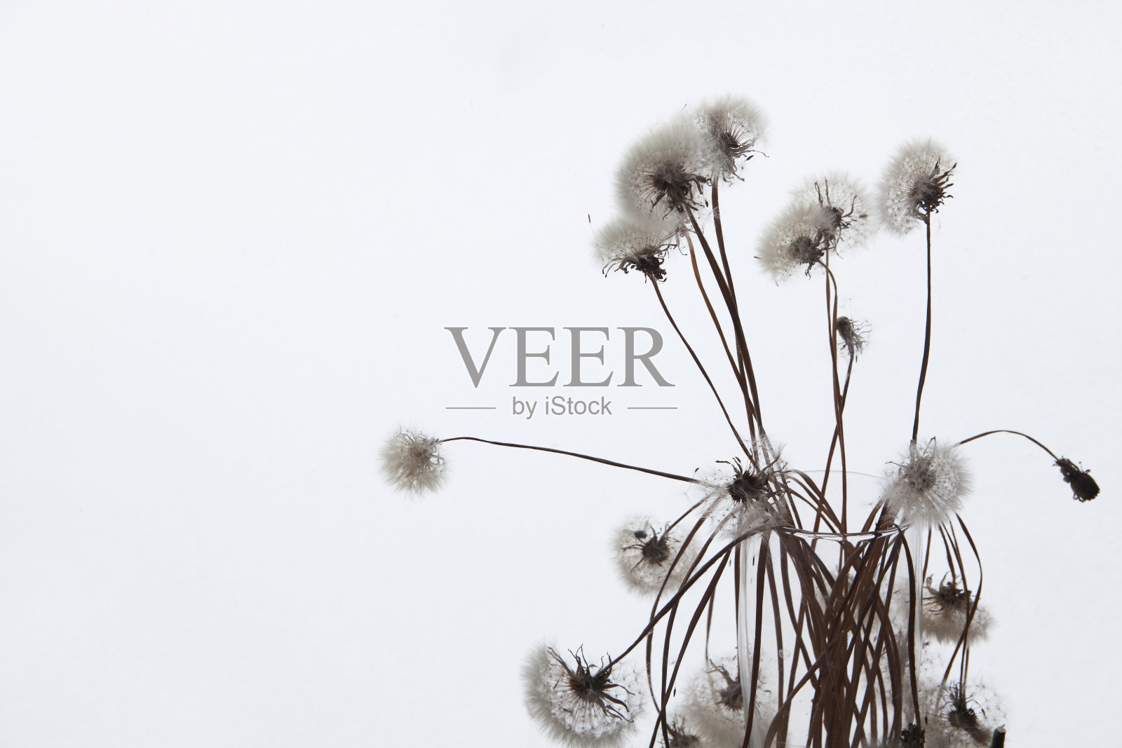 白色毛绒花黄龙，黄色黄。照片摄影图片