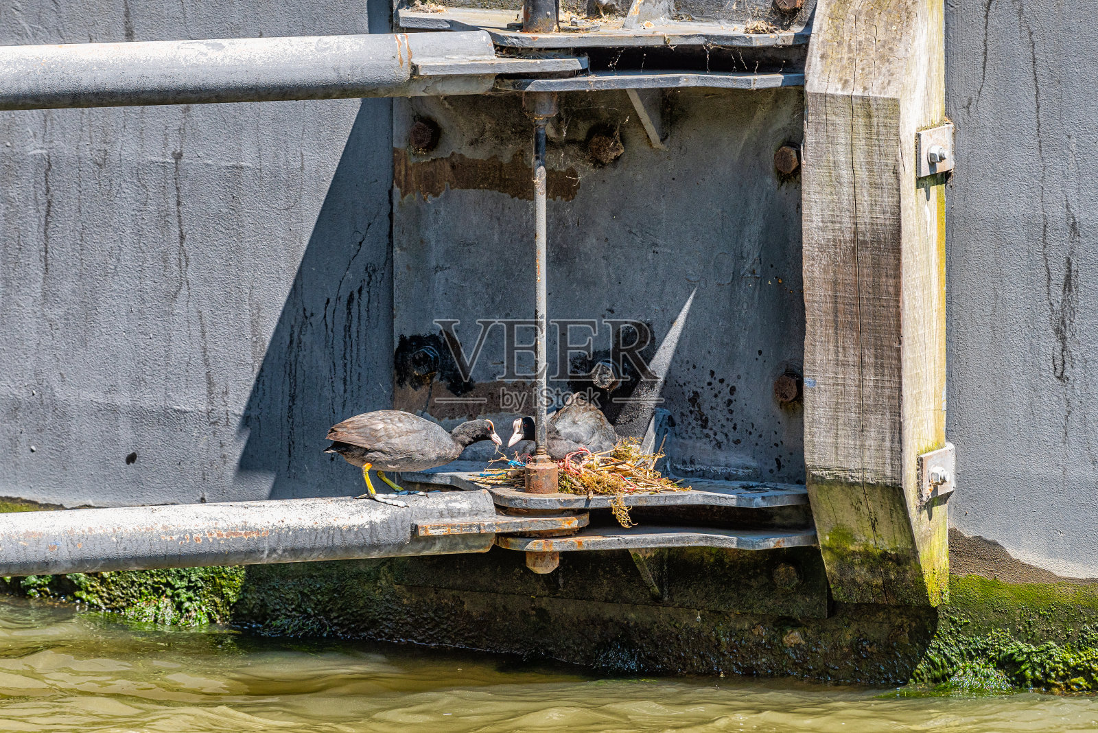 英国伦敦泰晤士河沿岸，两只白骨顶鸟在筑巢，一只雄鸟带着雌鱼照片摄影图片