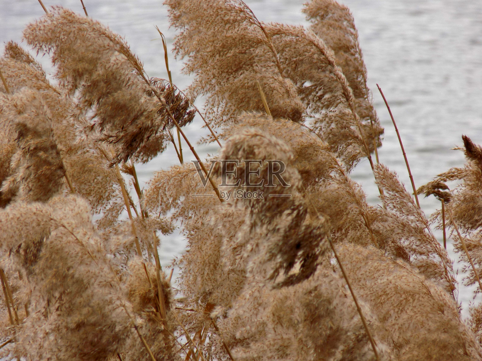 近距离拍摄水生植物的花和种子照片摄影图片