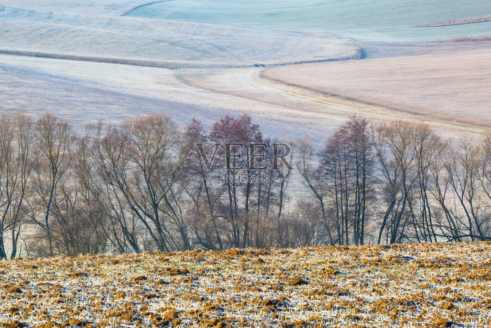 斯洛伐克Turiec地区田野里的树木。照片摄影图片