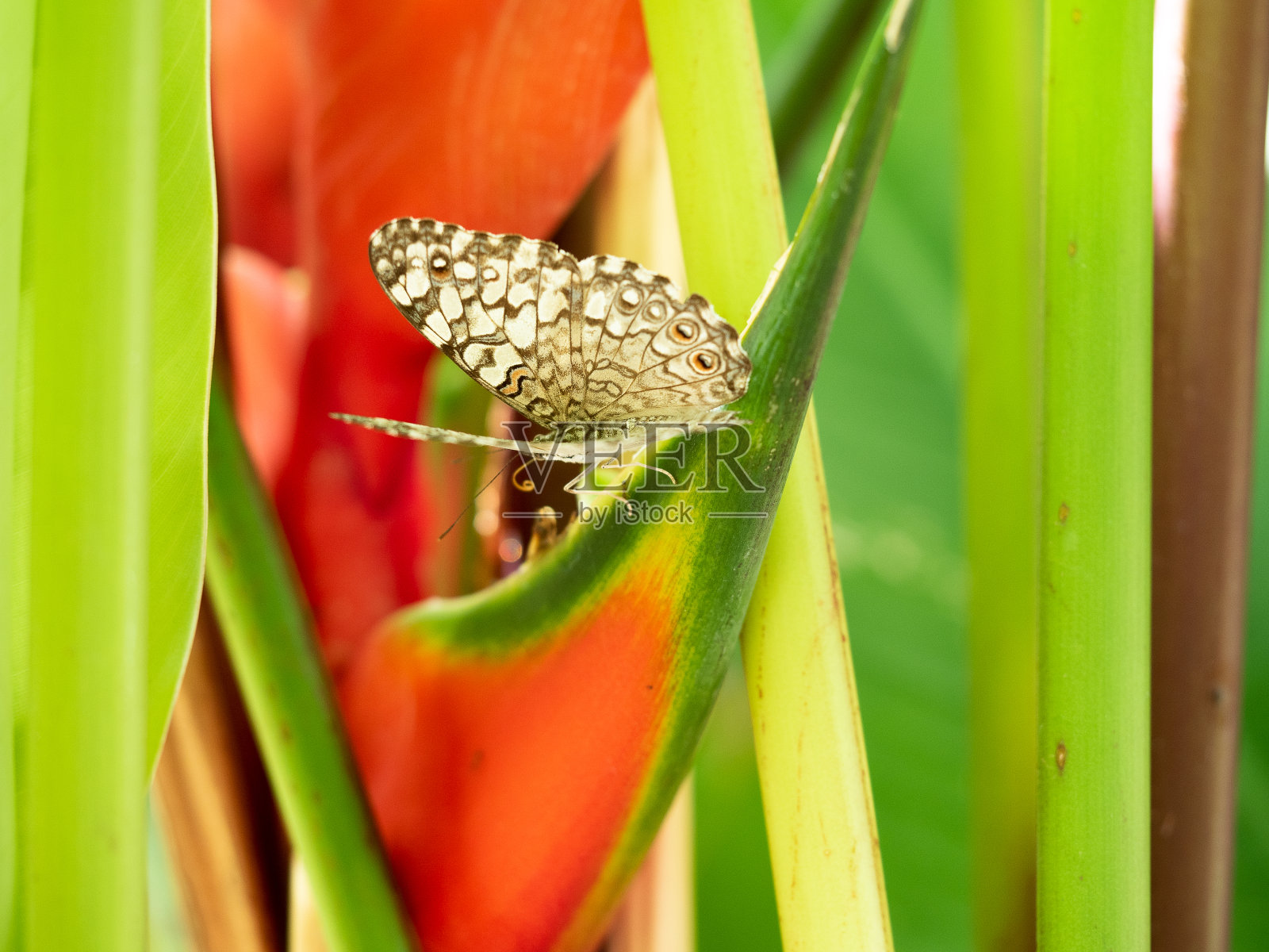 鹦鹉花上的蝴蝶照片摄影图片