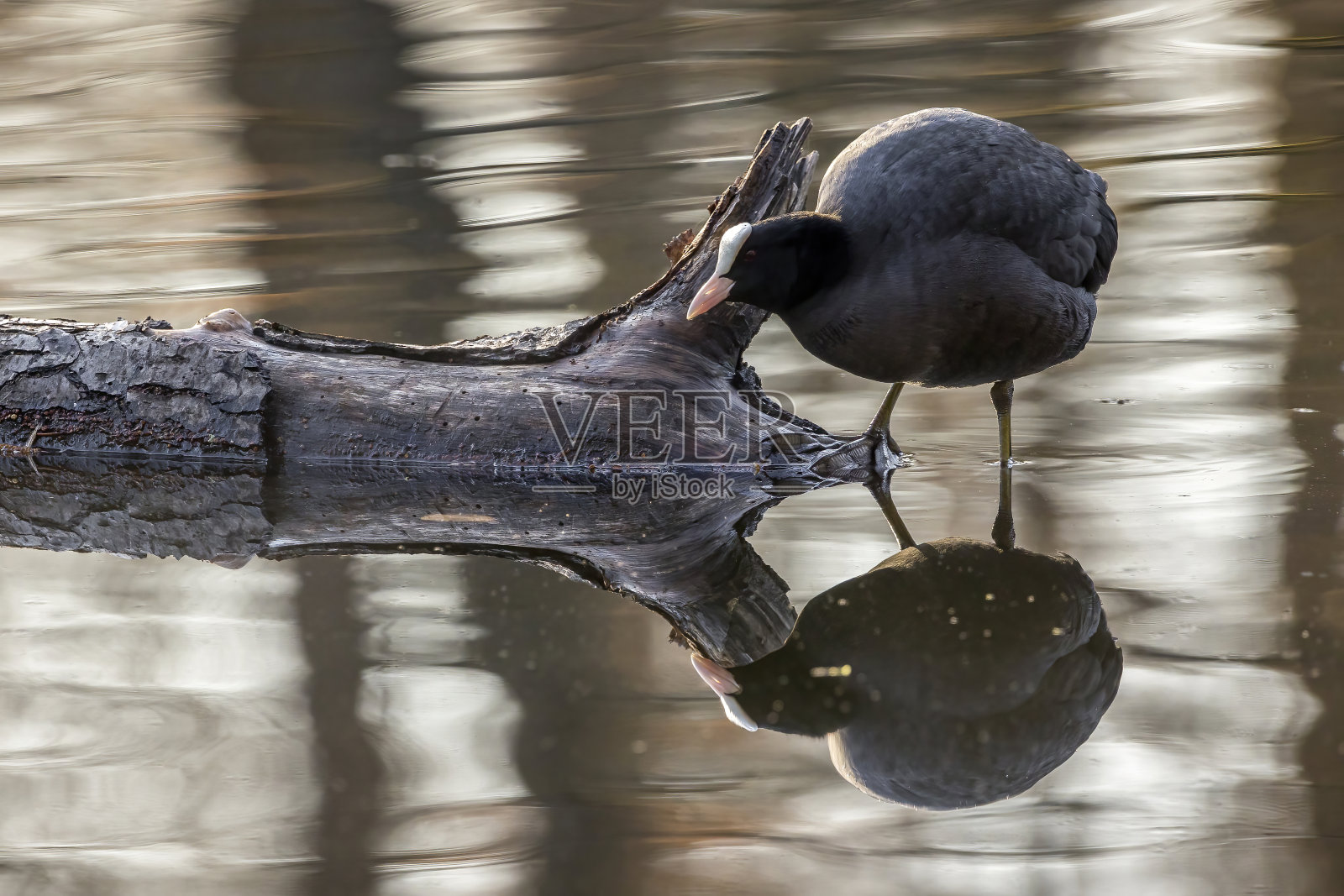 冬天寒冷的一天，德国一只白骨顶站在树枝上。照片摄影图片