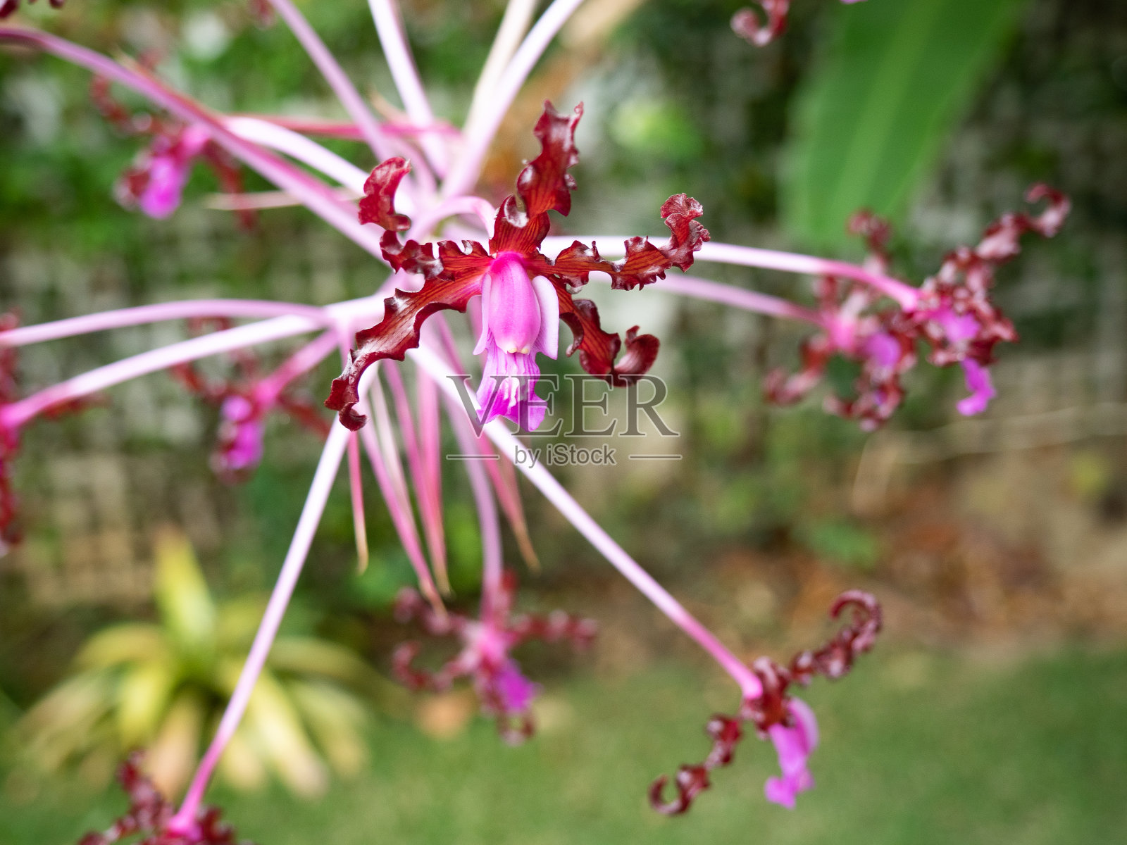 花园兰花照片摄影图片