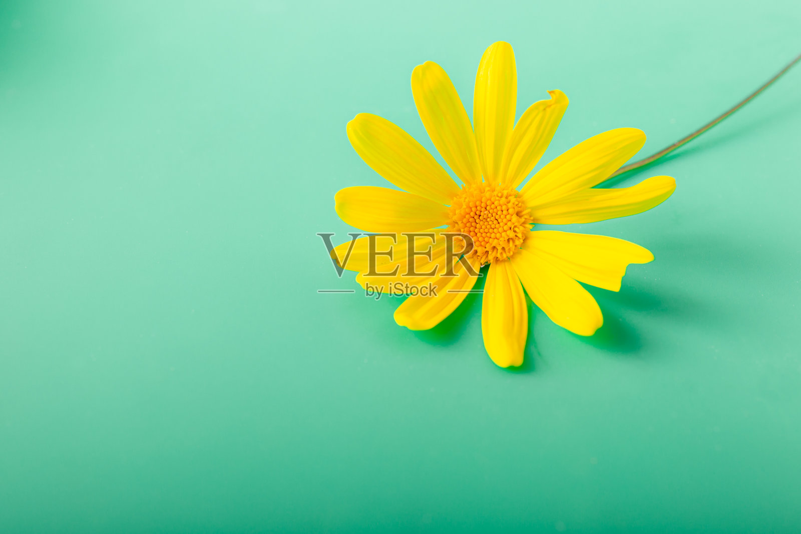 分离在绿色背景上的黄色甘菊。照片摄影图片