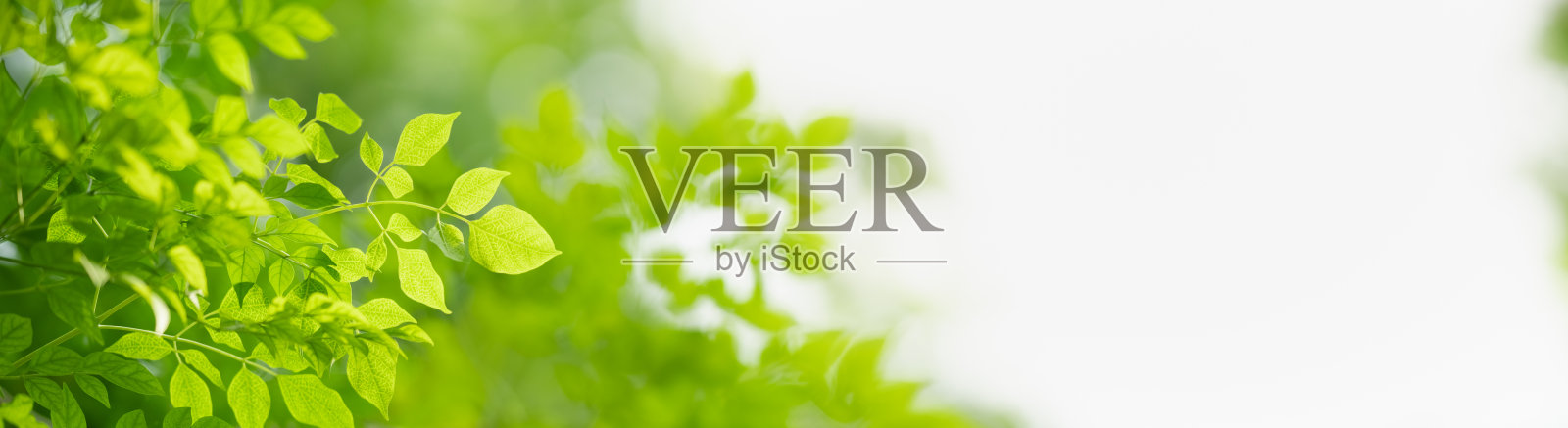 在花园中模糊的绿色植物背景上的绿色自然叶子的特写，以散景和复制空间作为背景封面概念。照片摄影图片