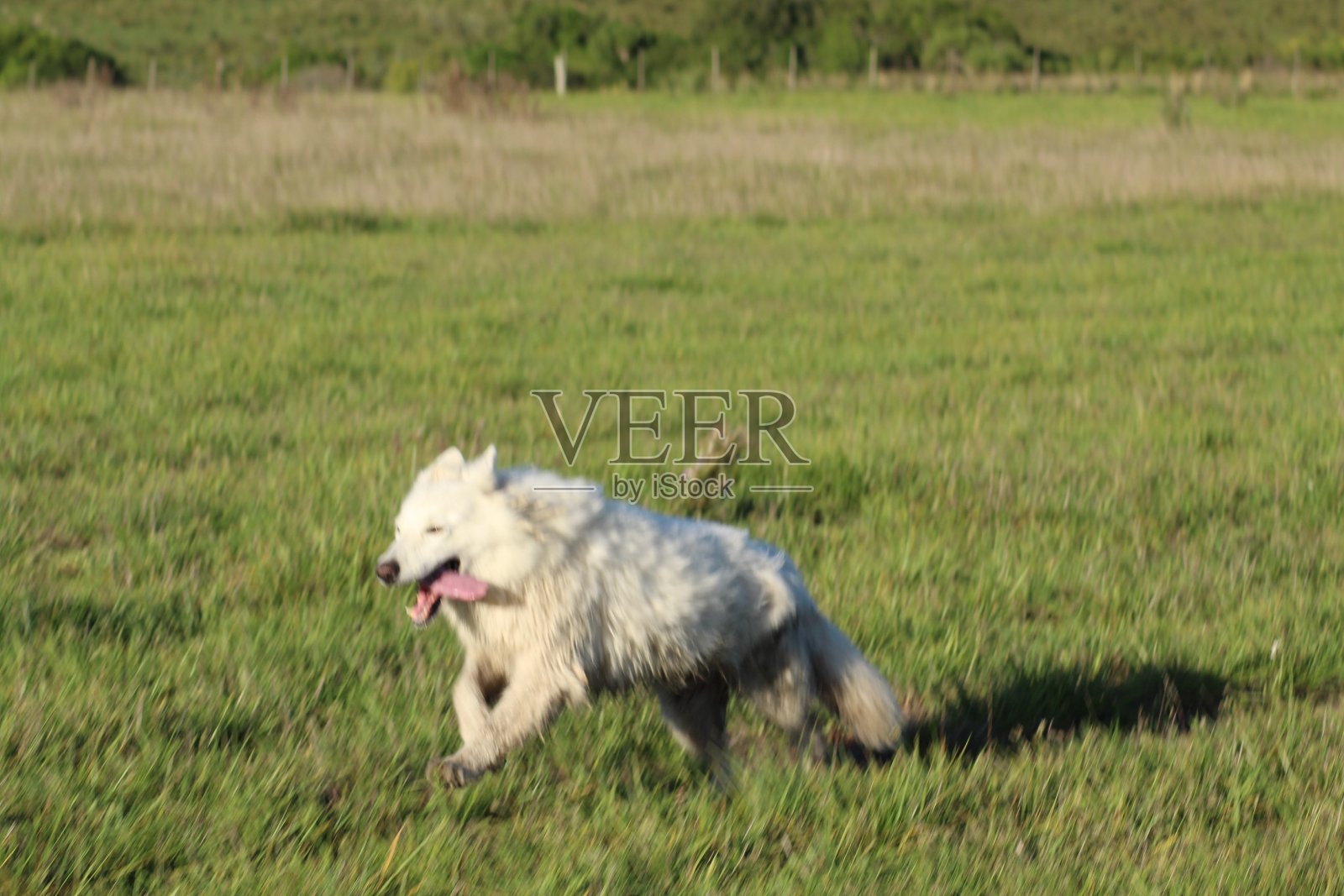 狗跑照片摄影图片