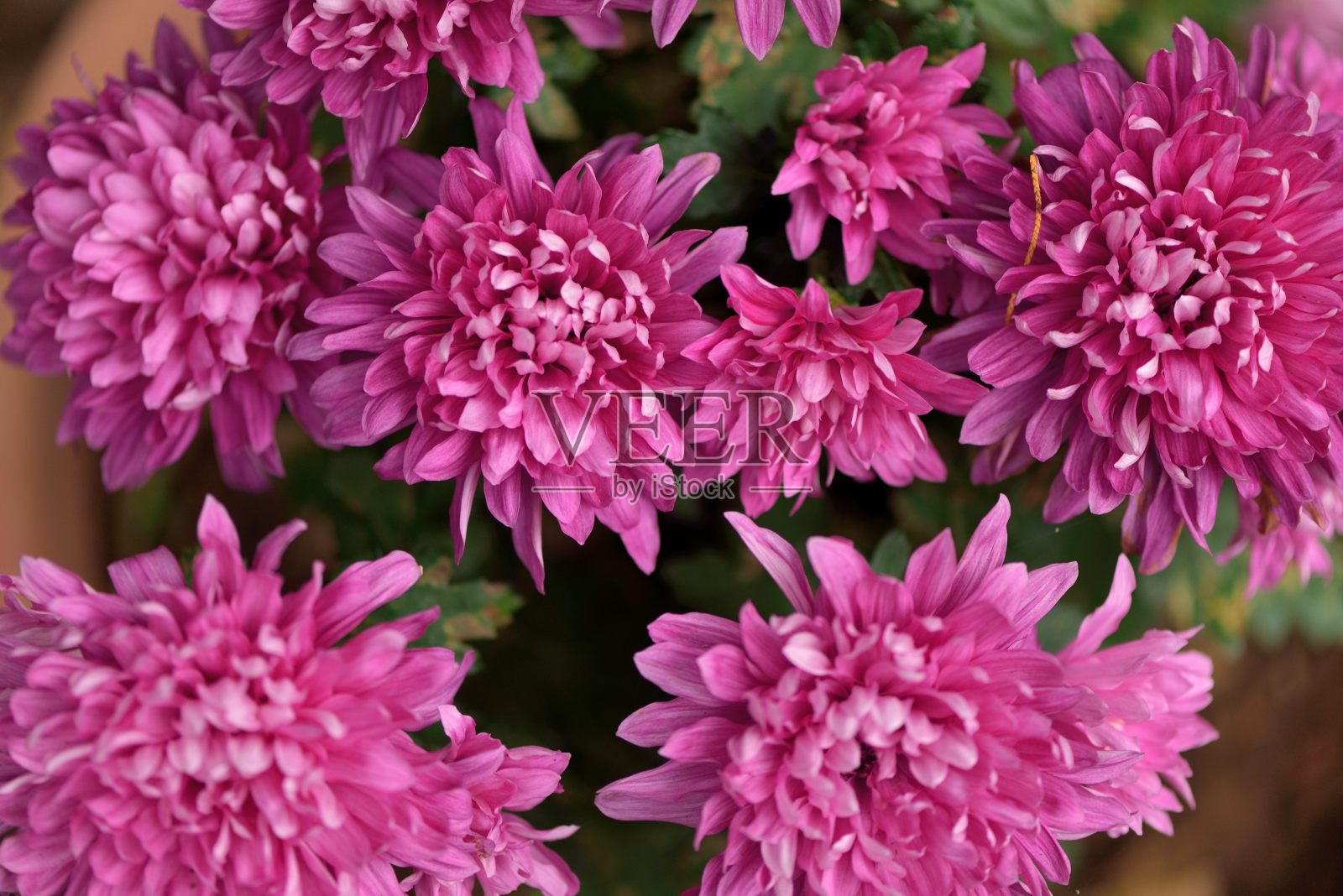 菊花(Chrysanthemum × morifolium)照片摄影图片