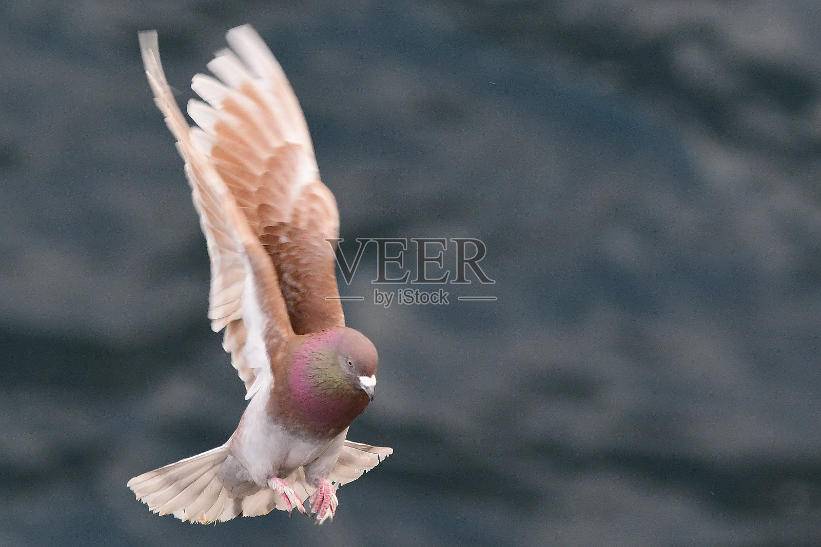 鸽子照片摄影图片