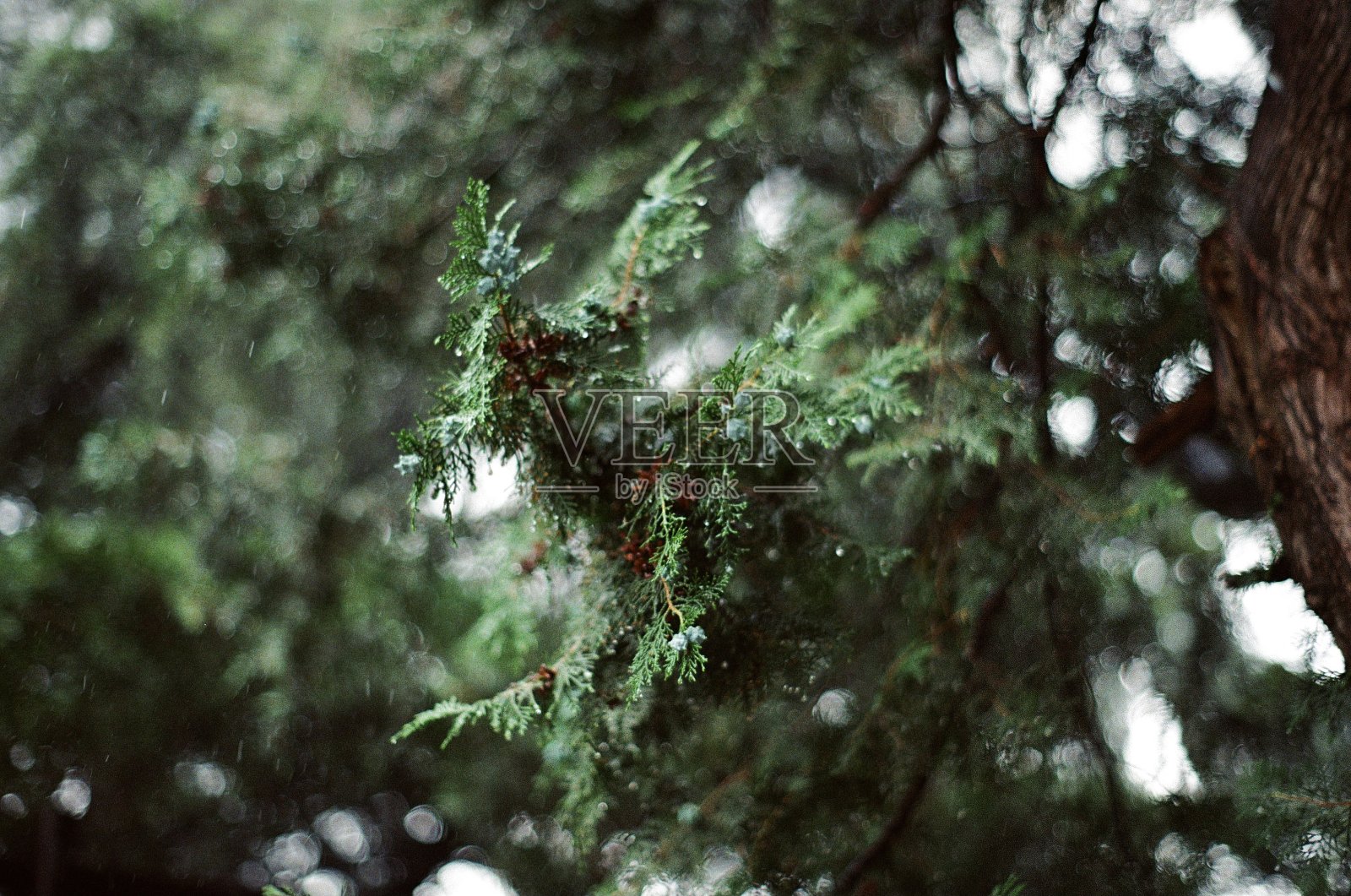 像绿色一样闪耀照片摄影图片