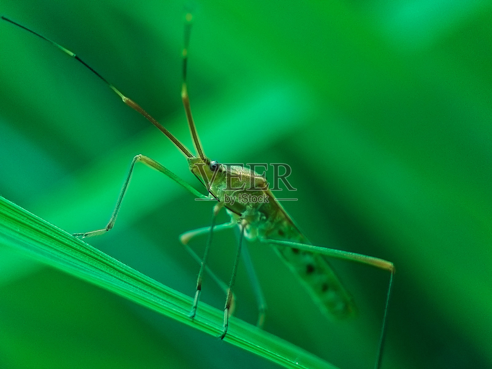莱普托科里萨演说家照片摄影图片