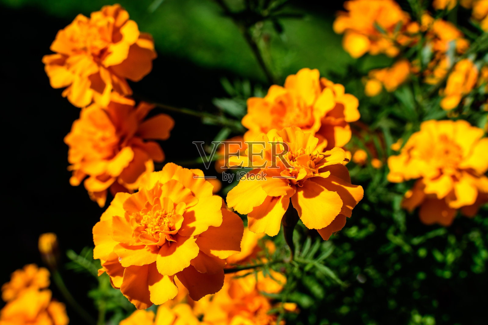 在一个阳光明媚的夏日花园中，一群橙色万寿菊或非洲万寿菊，用柔焦拍摄有纹理的花背景照片摄影图片