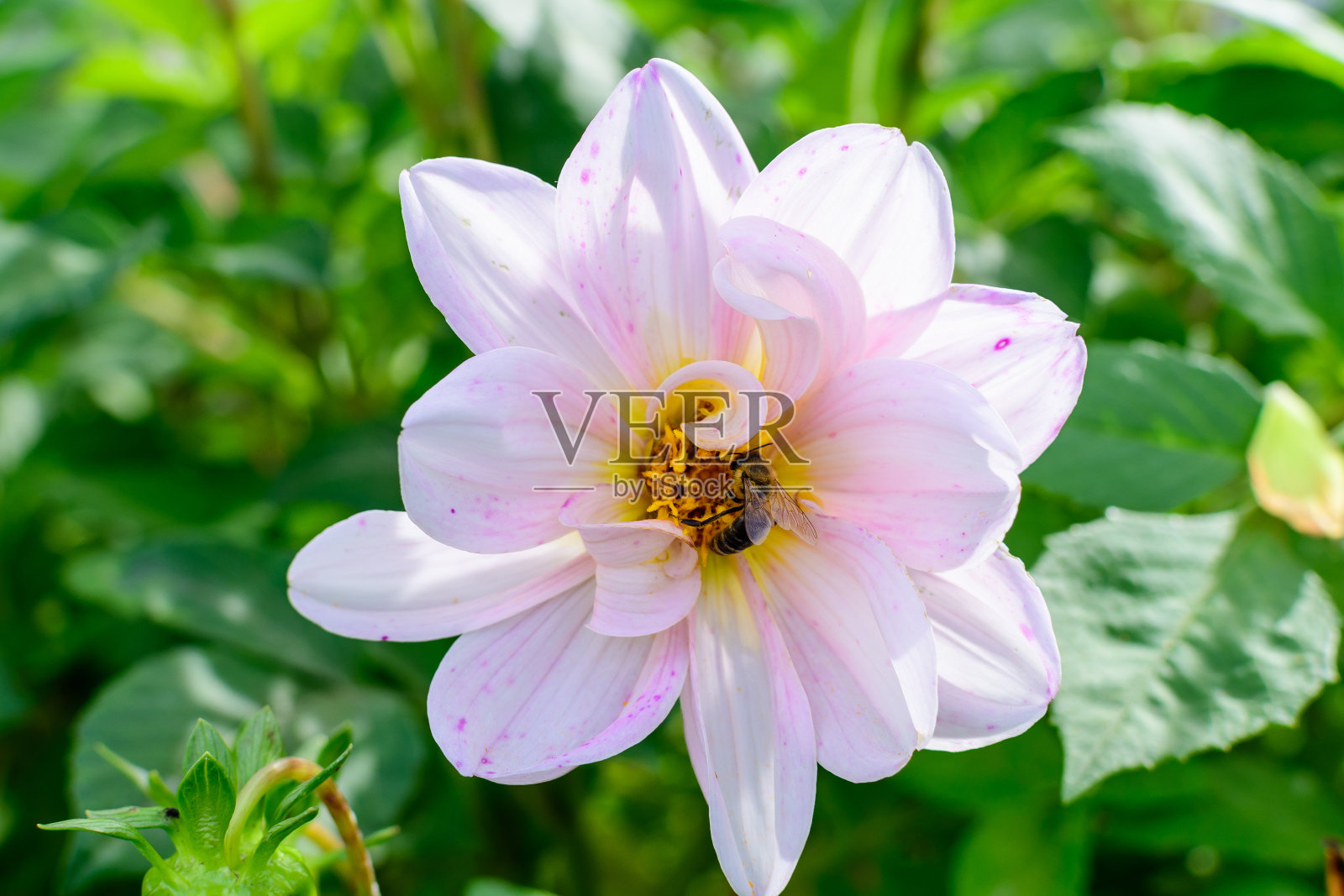 一个美丽的大白色大丽花盛开在模糊的绿色背景，在一个阳光明媚的夏天在花园用柔焦拍摄照片摄影图片