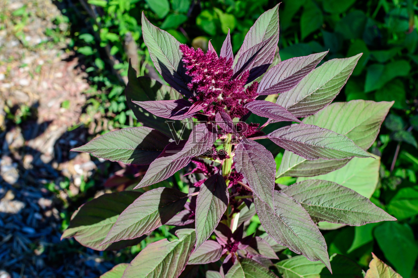 在一个阳光明媚的秋日，在一个香草花园中，特写的是紫红色的苋菜花，俗称苋菜照片摄影图片