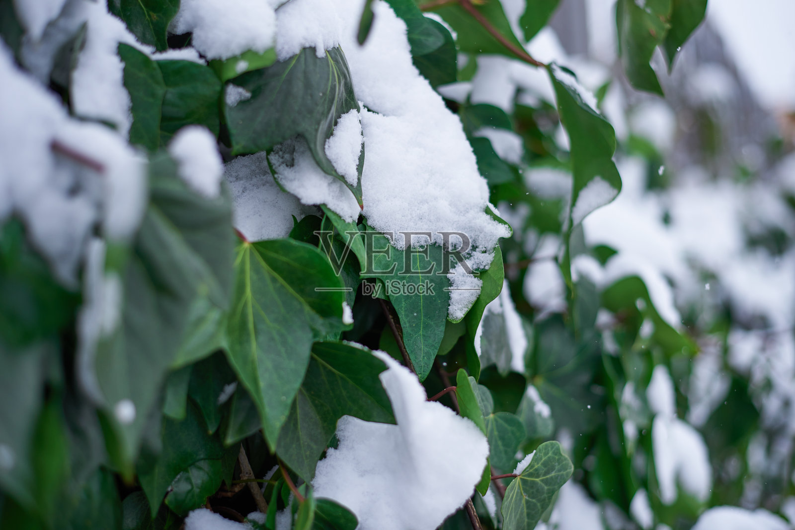 叶子和雪照片摄影图片