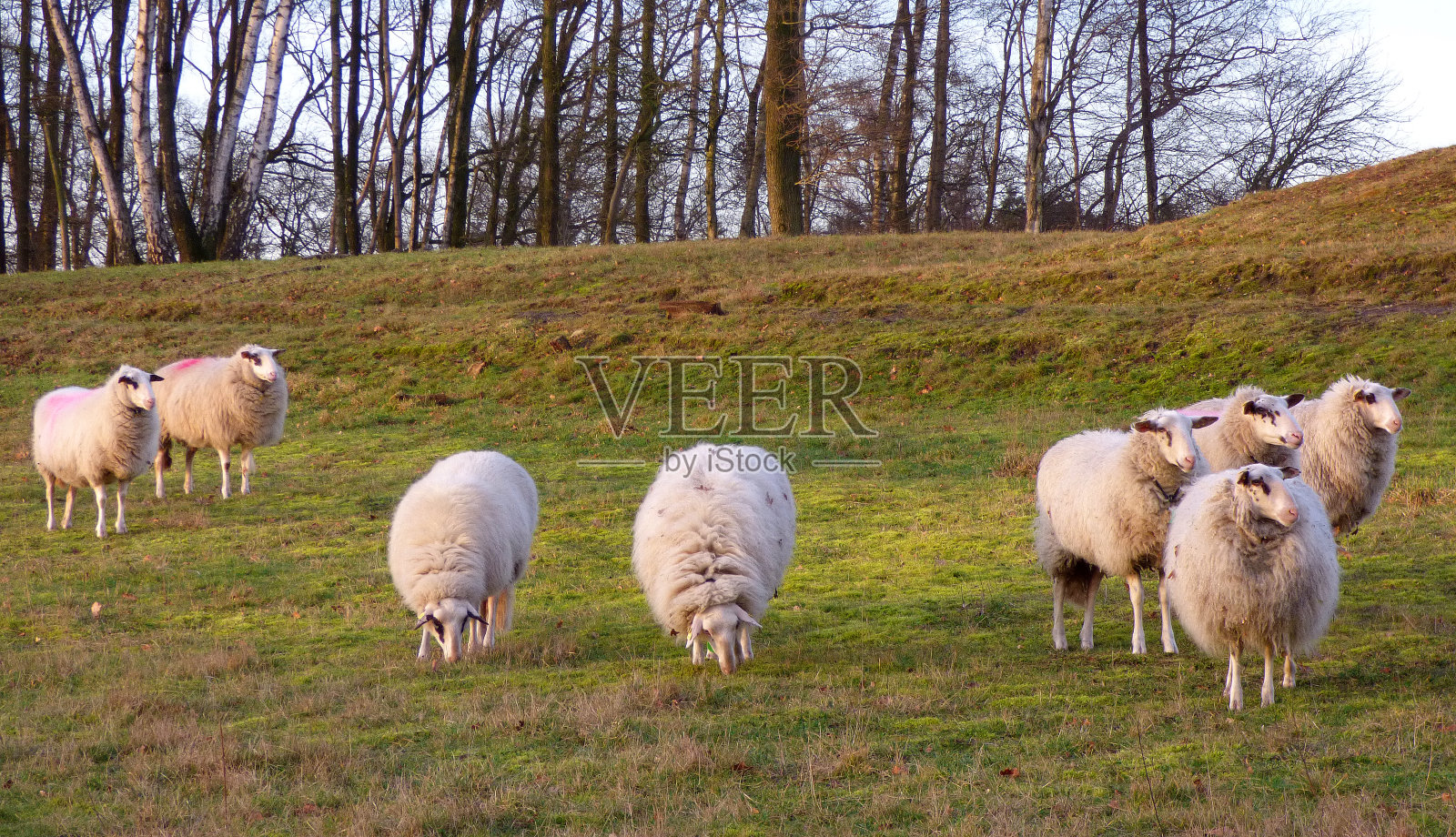 六只羊在看发生了什么。两个在吃草照片摄影图片