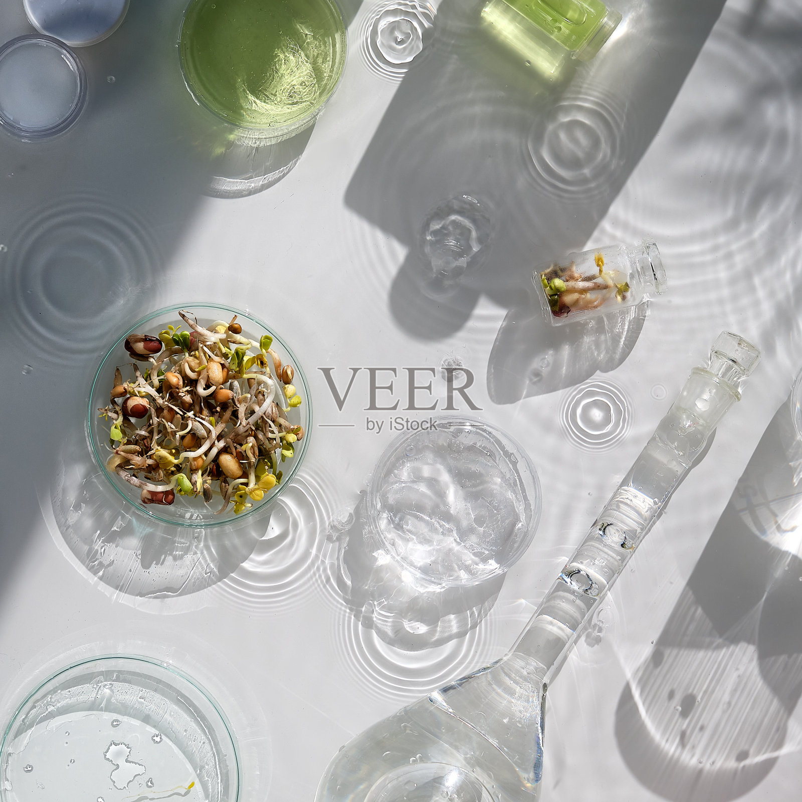 长寿的食物。将新鲜的豆芽混合在玻璃罐中。发芽混合料的营养价值。实验室里的绿色新鲜植物。长长的影子，水花飞溅。化学管，圆形盘子，玻璃瓶照片摄影图片