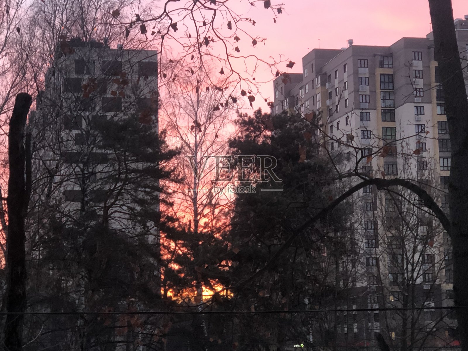 粉红色的天空、建筑和树木照片摄影图片