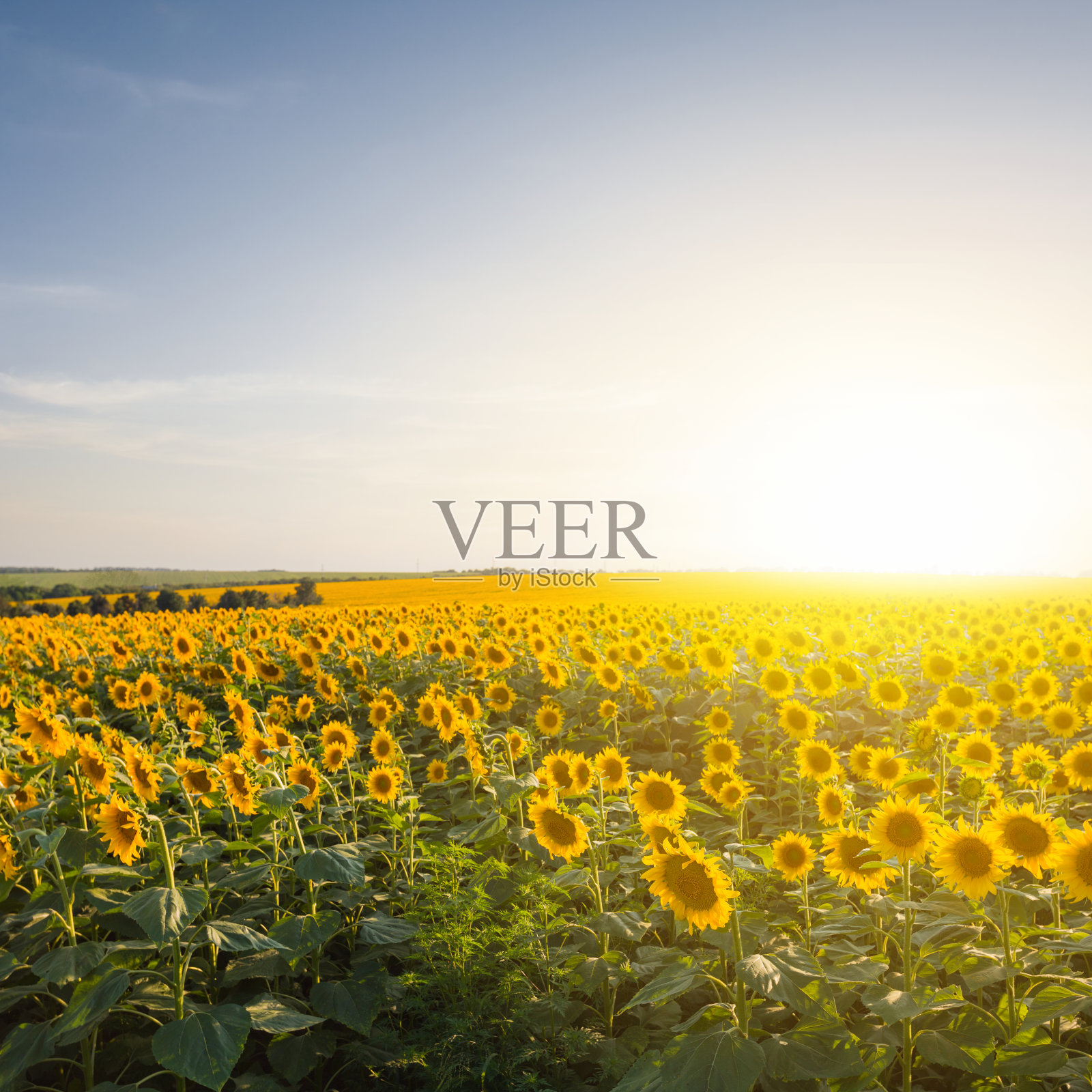 美丽的夏日向日葵在夕阳下的田园田野照片摄影图片