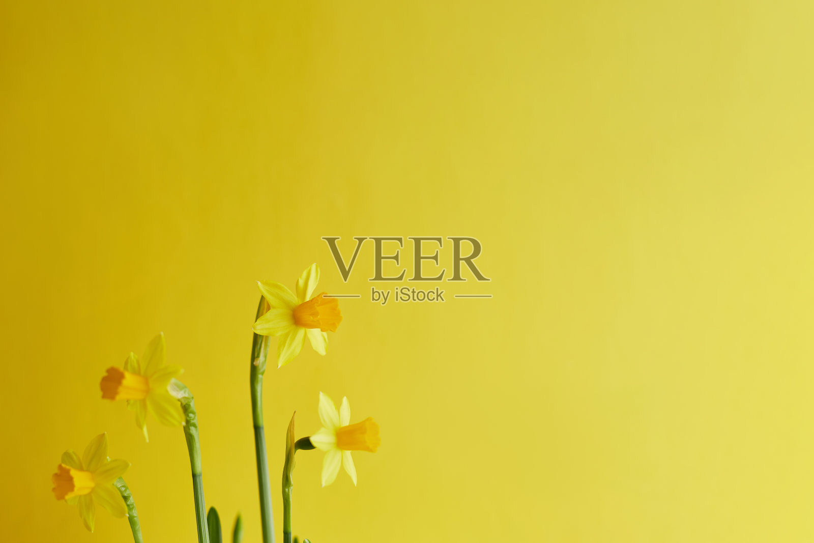 你好,春天的旗帜。盛开的黄色水仙花在黄色的背景与复制空间。春天的花朵在早晨柔和的阳光下盛开照片摄影图片