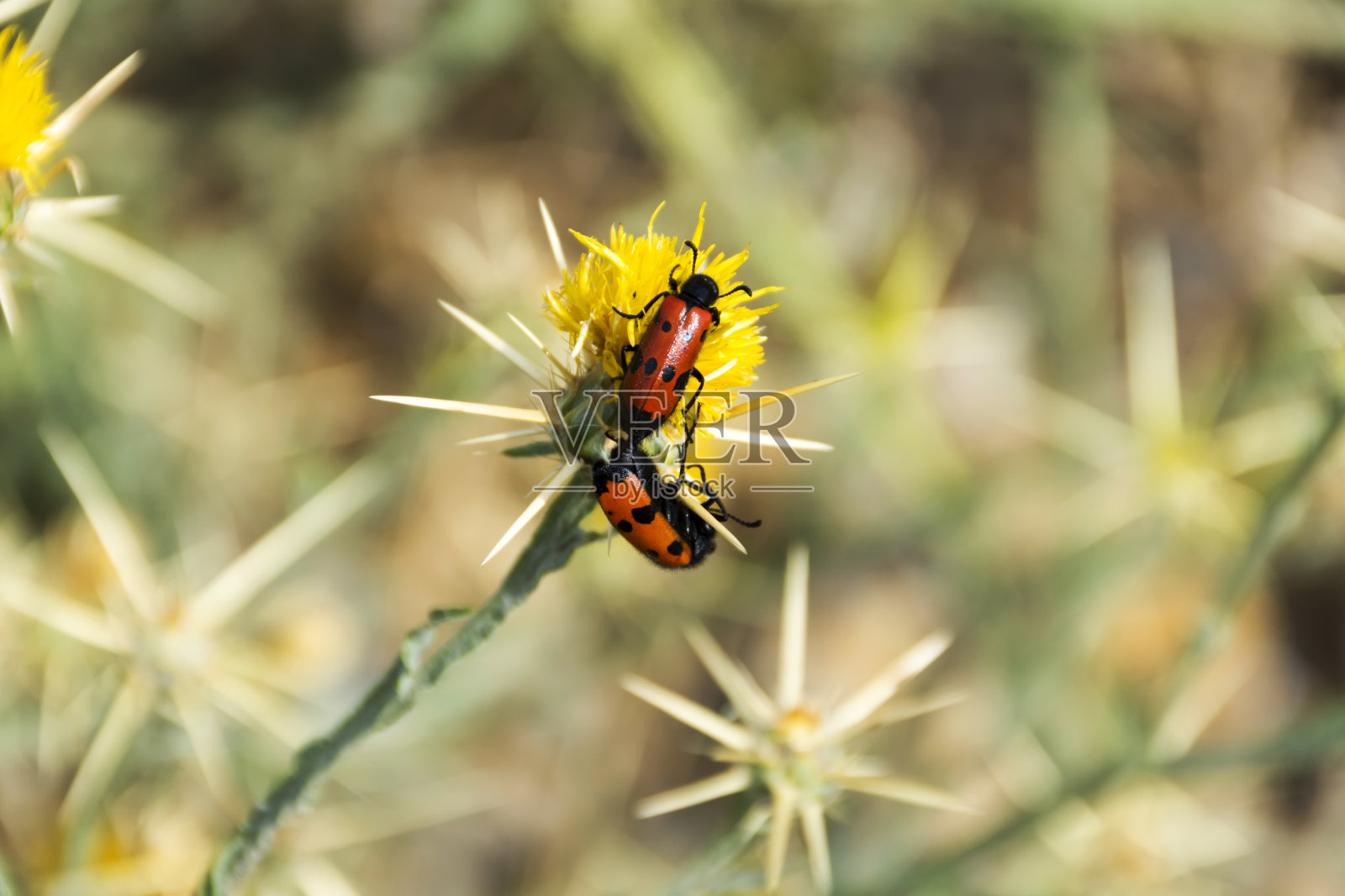 甲虫在黄色的花近距离照片摄影图片