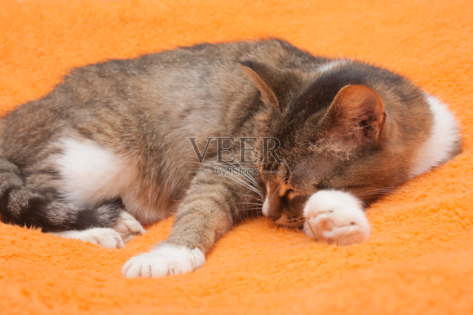 虎斑猫正在橙色背景上睡觉。照片摄影图片