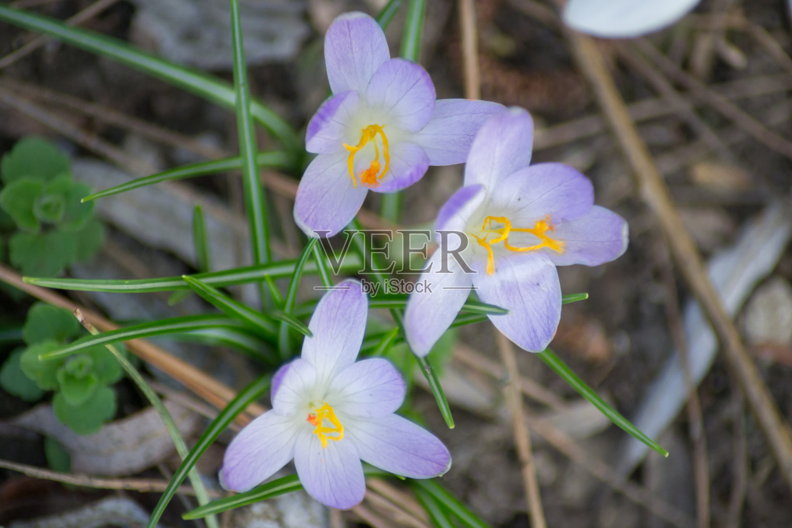 第一朵春花在花园里，盛开在户外的番红花，紫色的春花在草地上，野花照片摄影图片