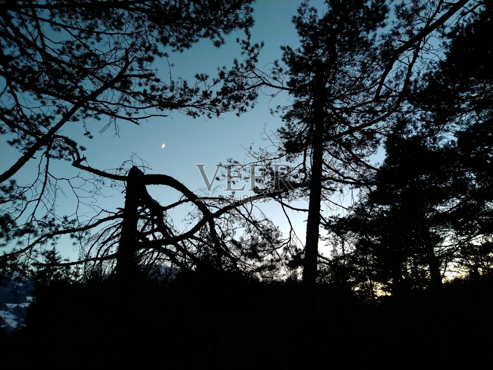 夜幕降临，月亮和树的剪影照片摄影图片