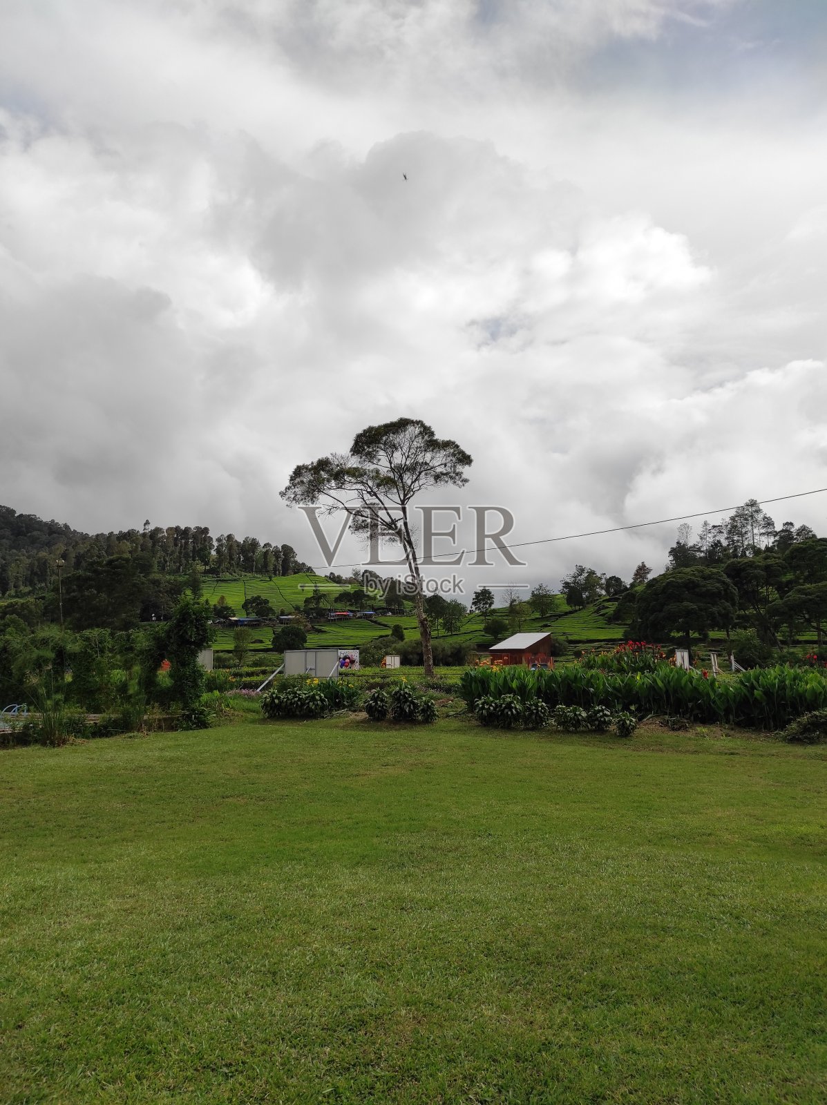 孤独的树照片摄影图片