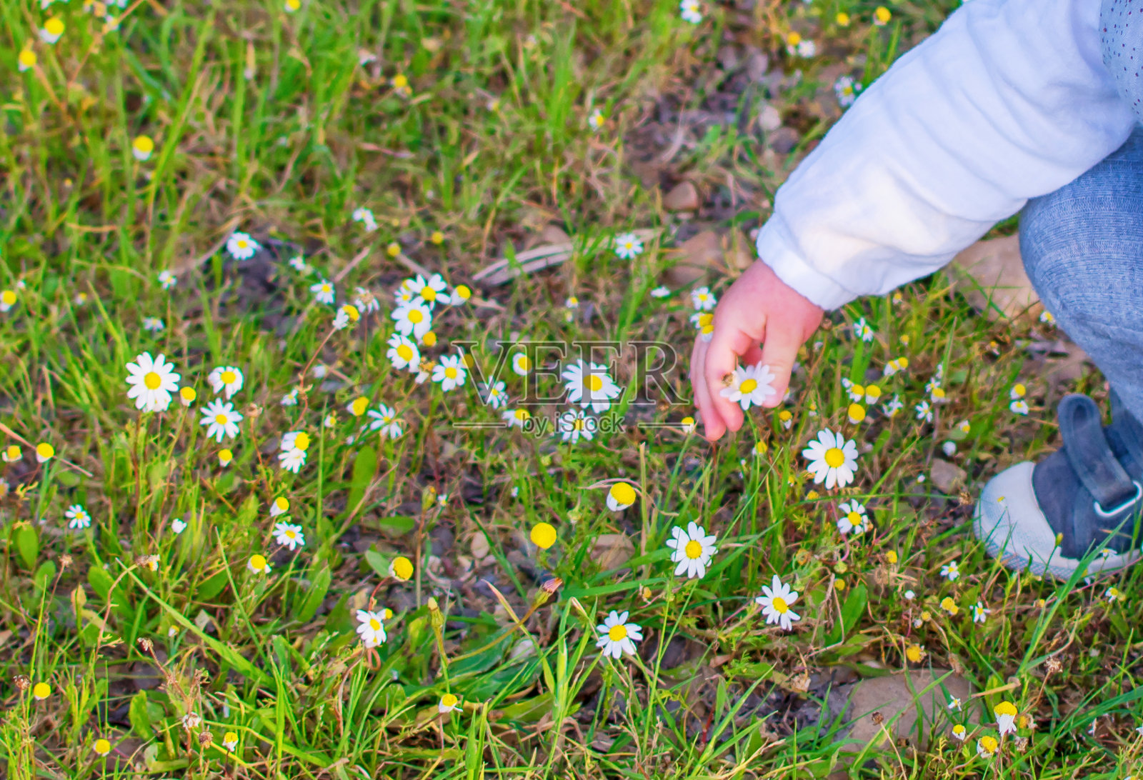 一个婴儿的手在摘花。照片摄影图片
