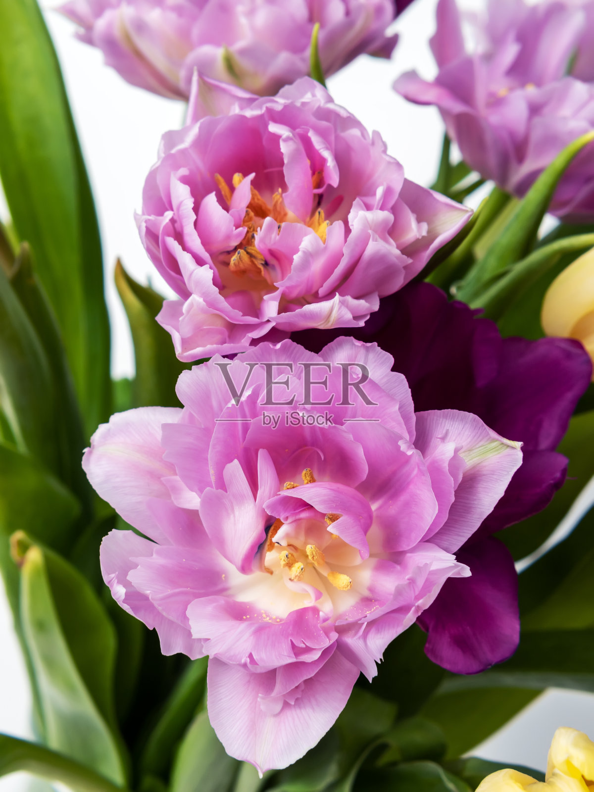 一束淡紫色的郁金香。特写镜头。宏观照片。节日的观念。照片摄影图片