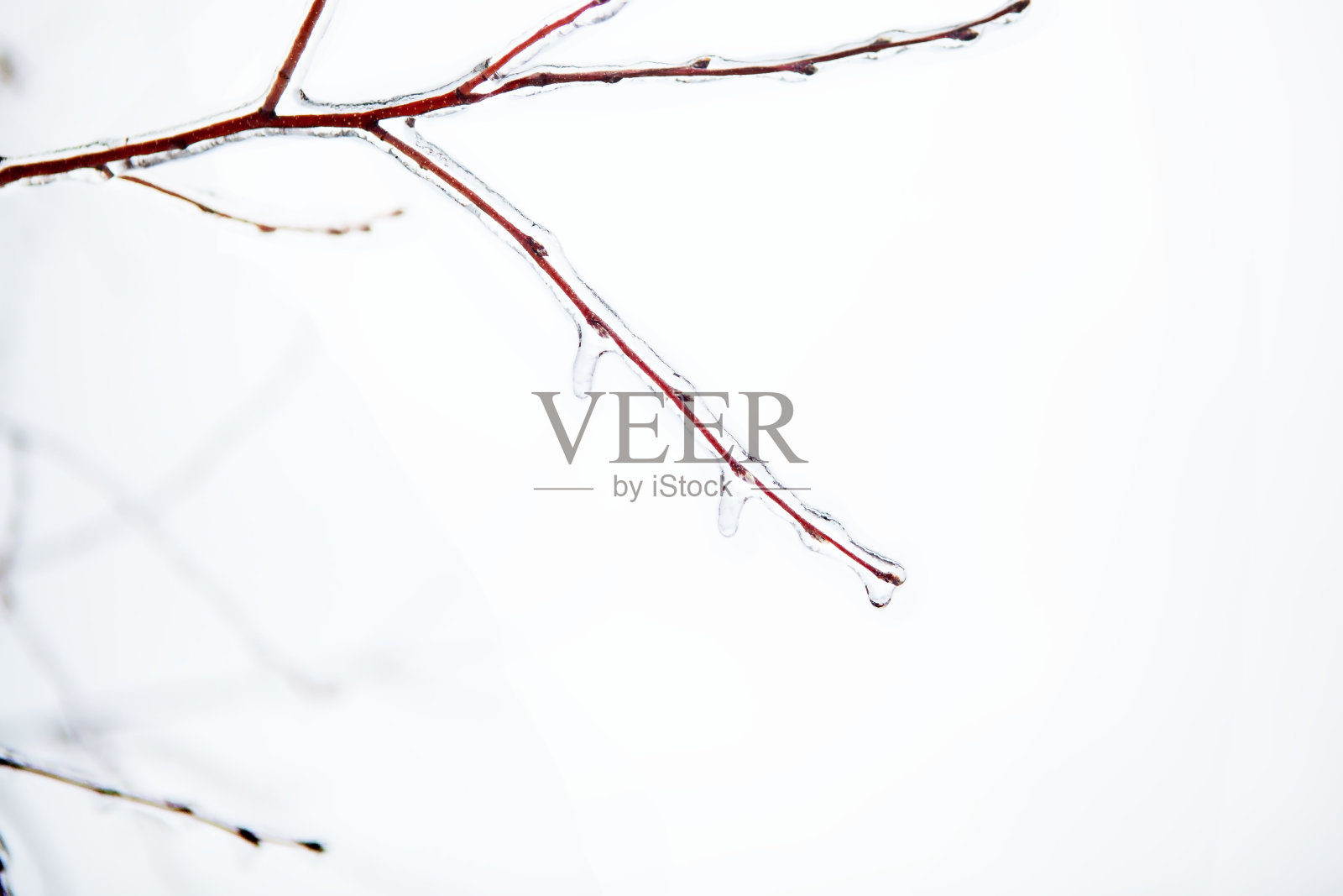 冰冻的树枝特写，一种自然现象——冰。孤立。照片摄影图片