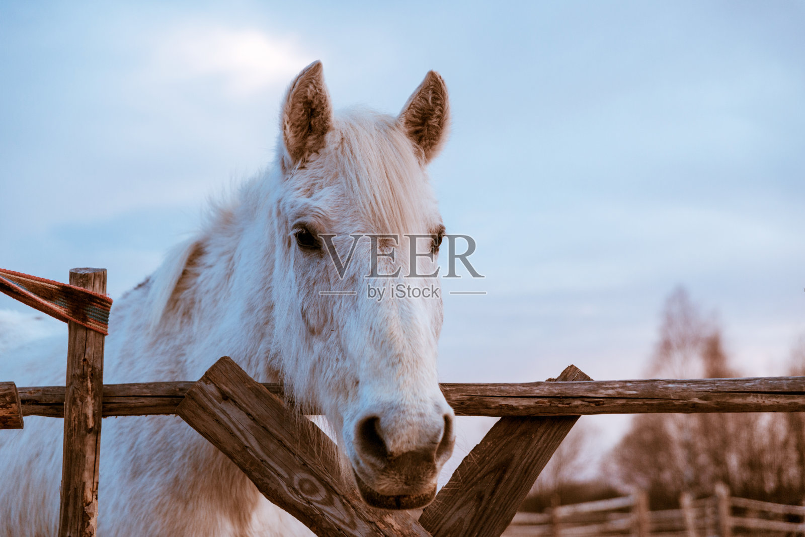 美丽的白色乡下马吃干草在木栅栏后面的蓝天。照片摄影图片