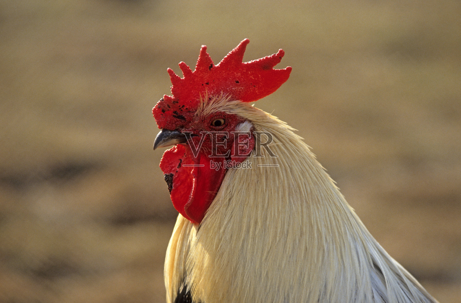 鸡照片摄影图片