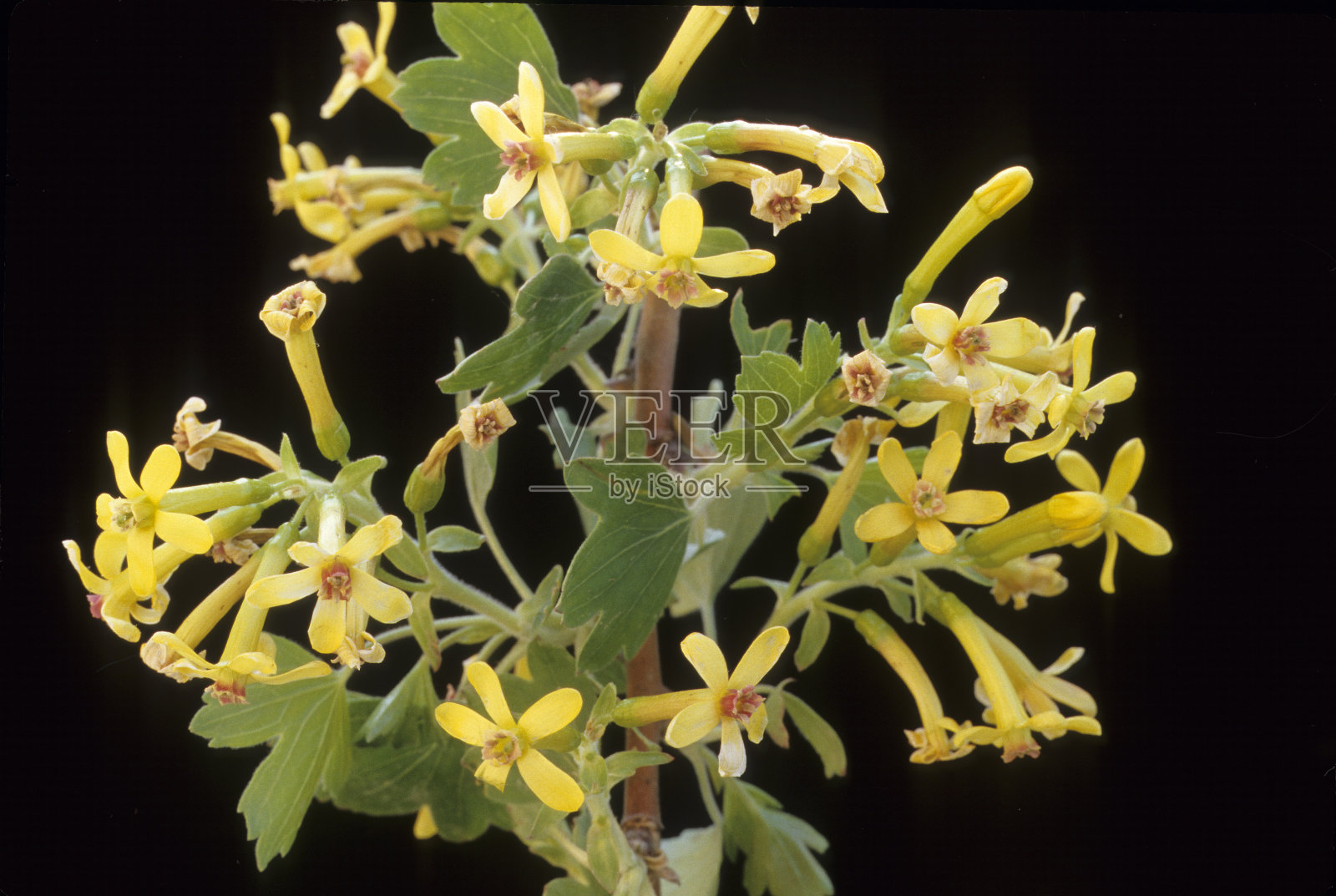 黄金醋栗照片摄影图片