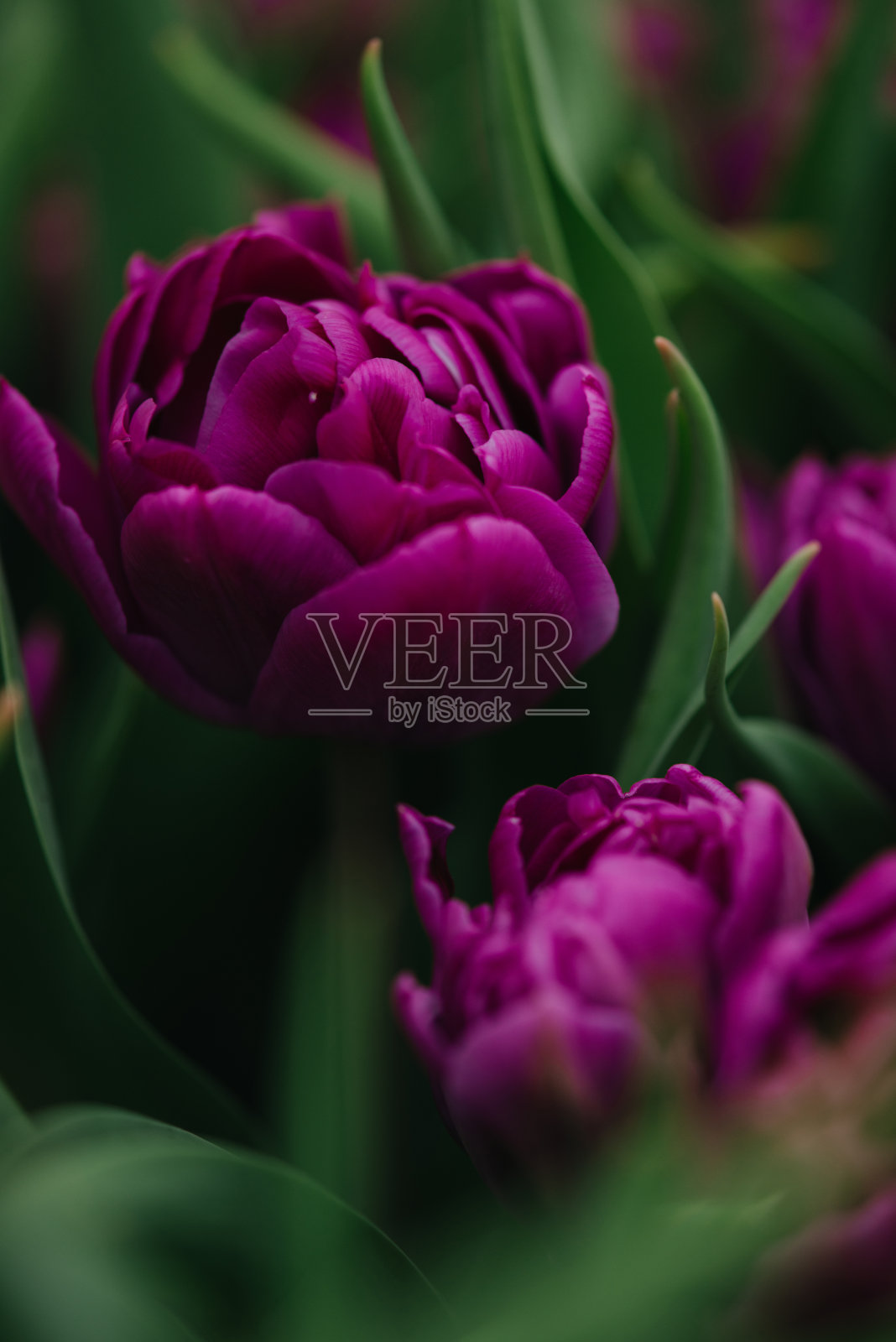 牡丹紫郁金香在田野里。春天模糊的背景，明信片。母亲节，妇女节，节日。软选择对焦，离焦。垂直照片摄影图片