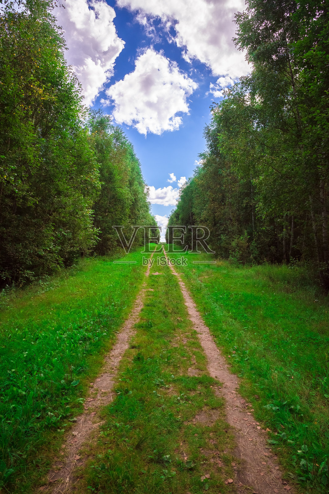 夏天的森林里的路照片摄影图片