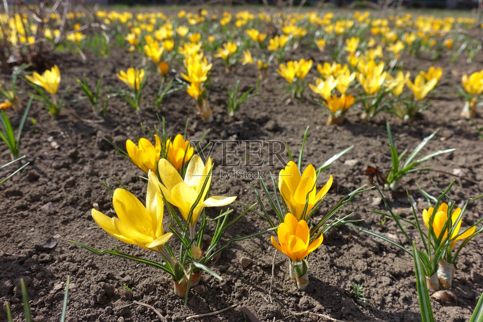 三月，藏红花开满了黄色的花照片摄影图片