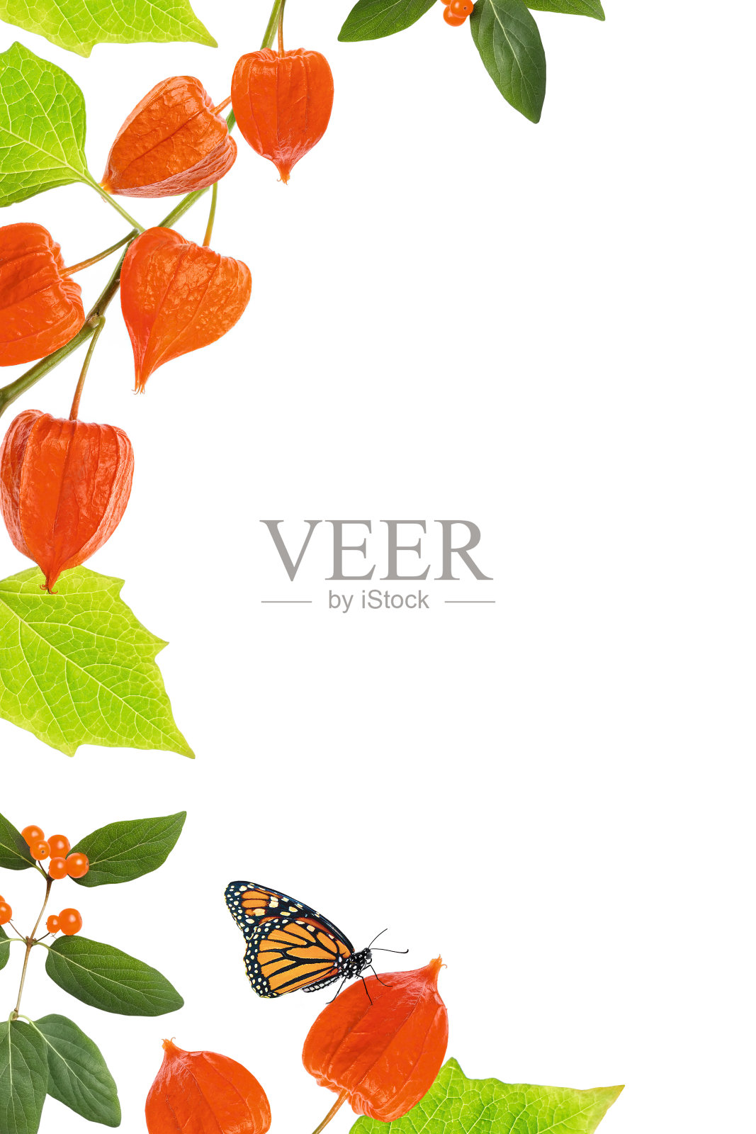 白背景上的酸浆照片摄影图片