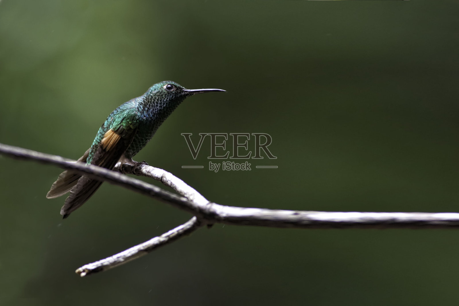 斑尾蜂鸟，栖息照片摄影图片